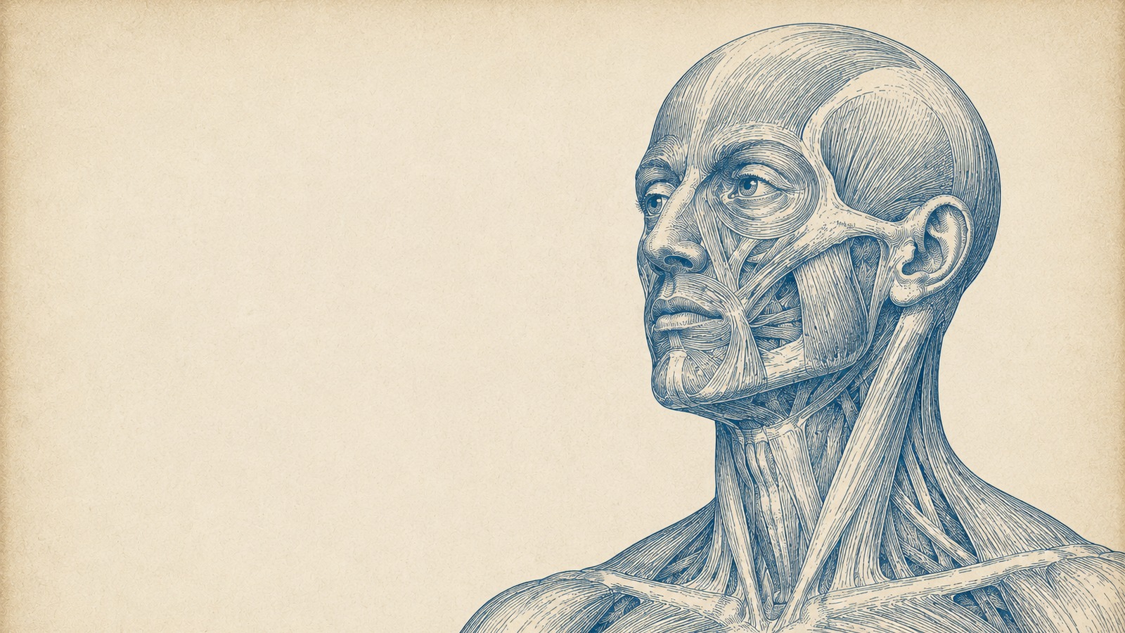 Estudio anatómico de la musculatura de cabeza y cuello, grabado en tinta azul sobre papel
